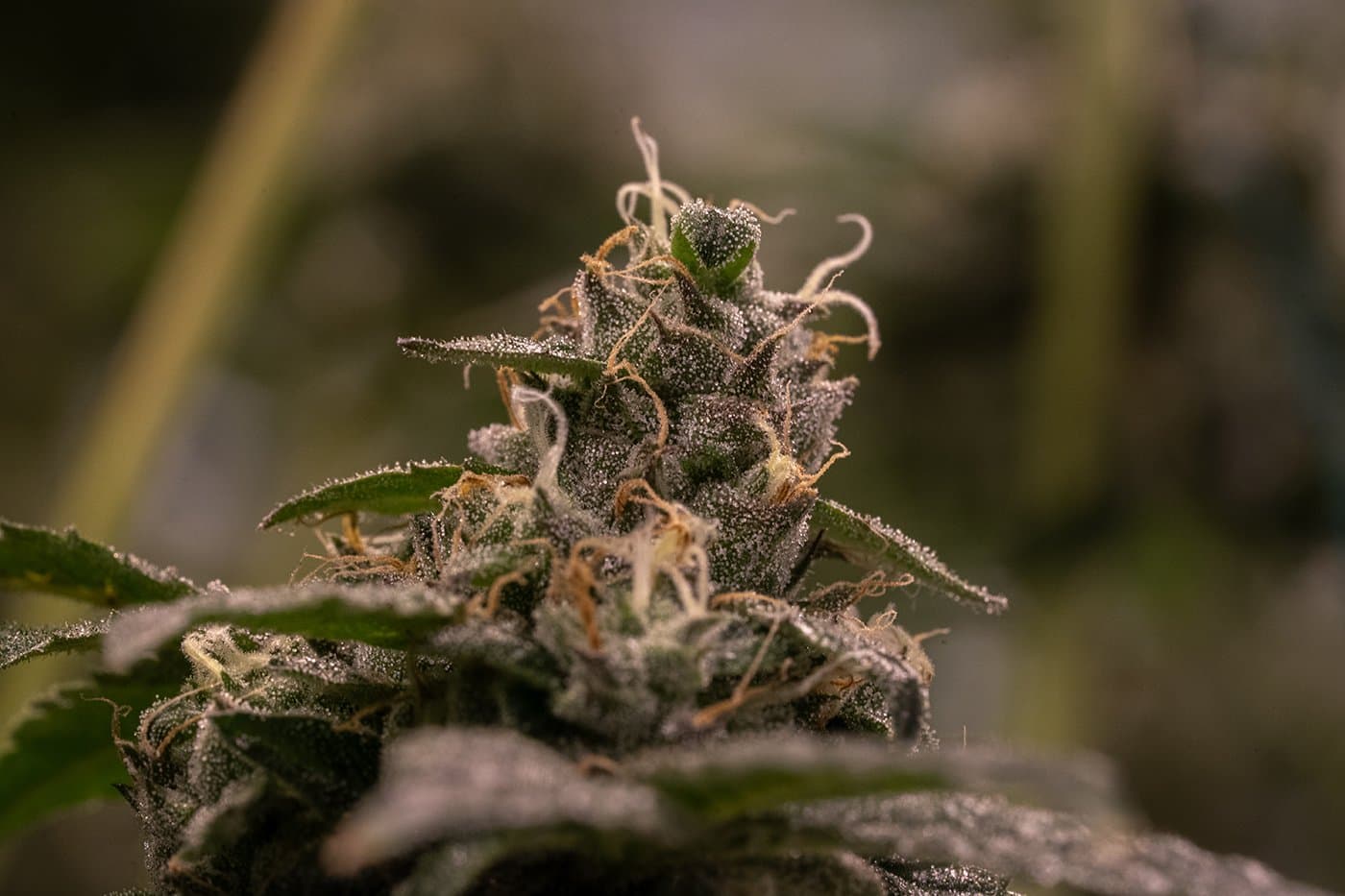 Blue Runtz indoor flower grown by 7 Points