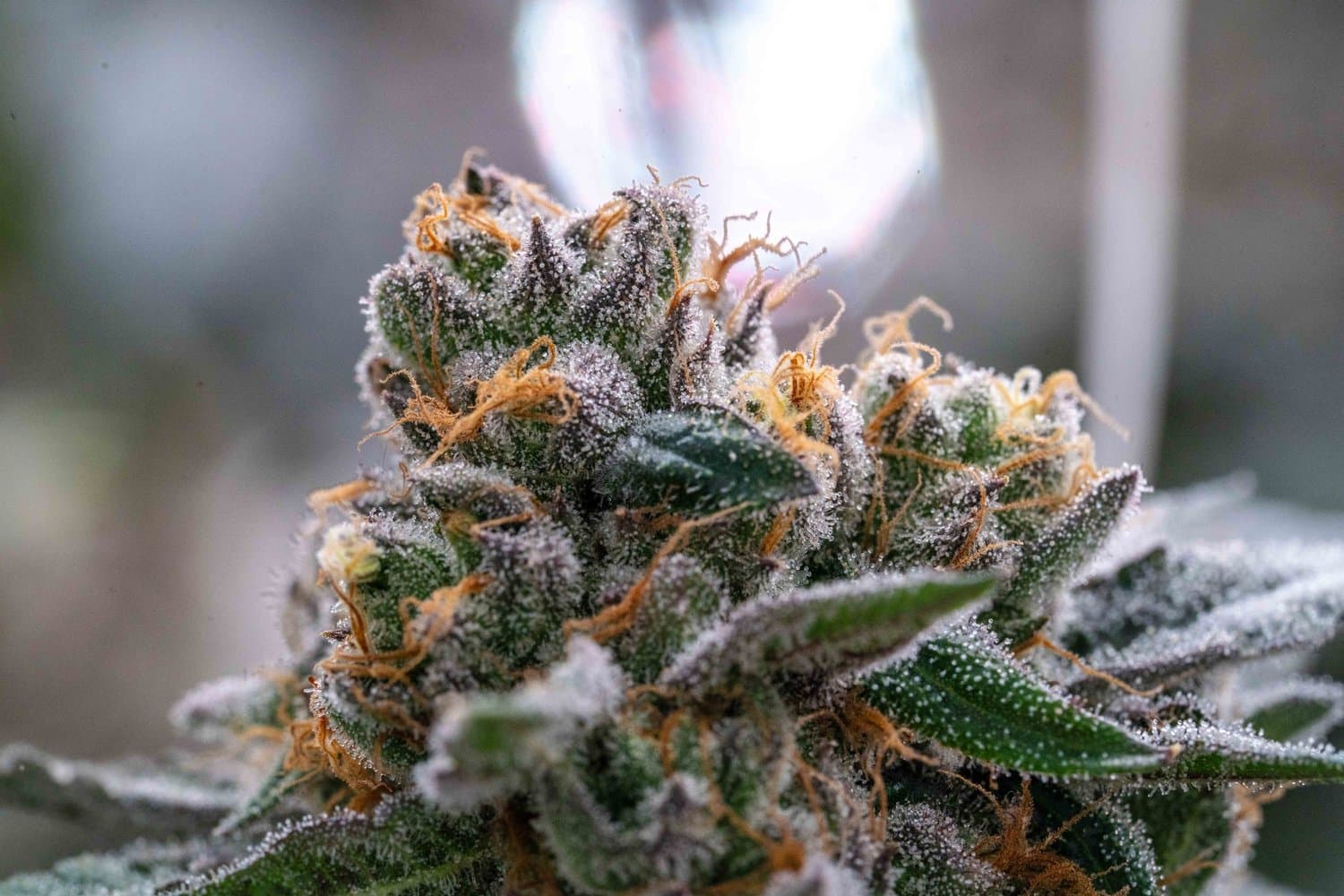 Gelato 33 indoor flower grown by 7 Points