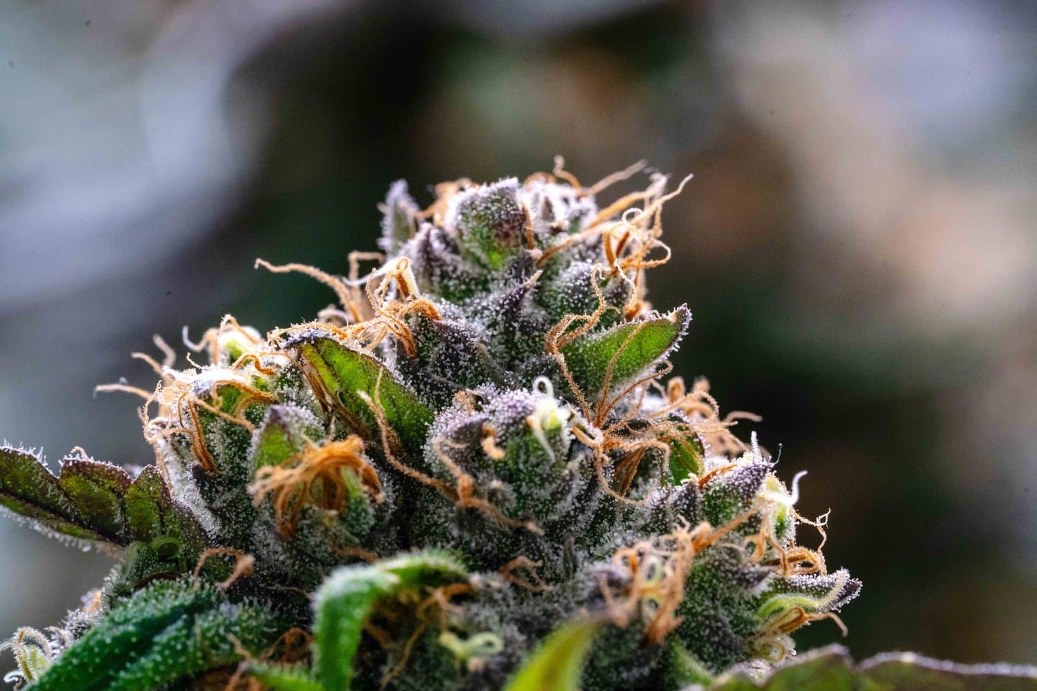 Lemon Cherry Gelato indoor flower grown by 7 Points
