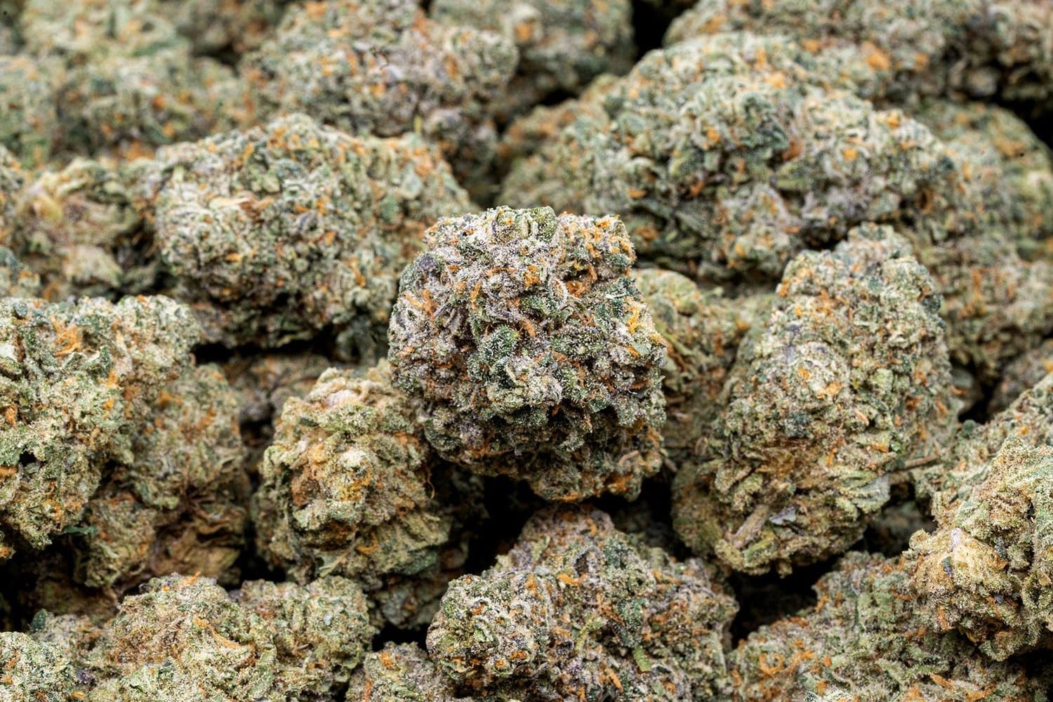 A closer look at 7 Points indoor flower