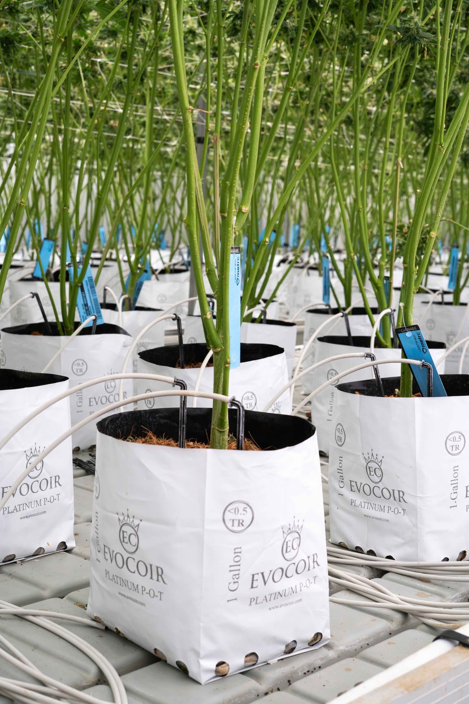 Bags of renewable coco growing medium