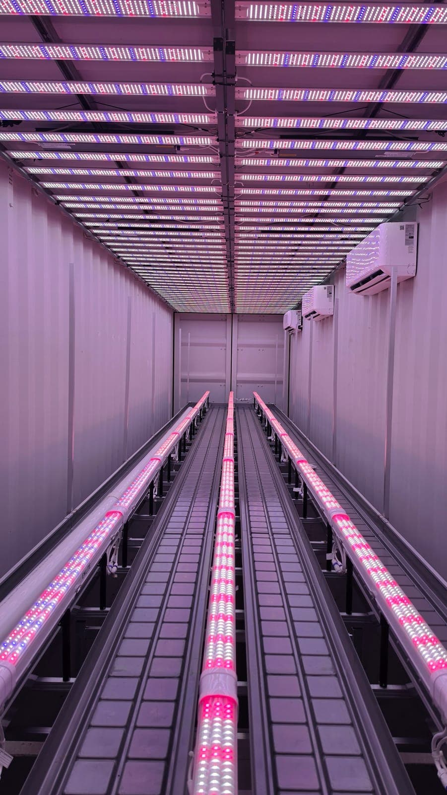 Inside a 7 Points flower room container with overhead and under-canopy LEDs running over the rolling bench