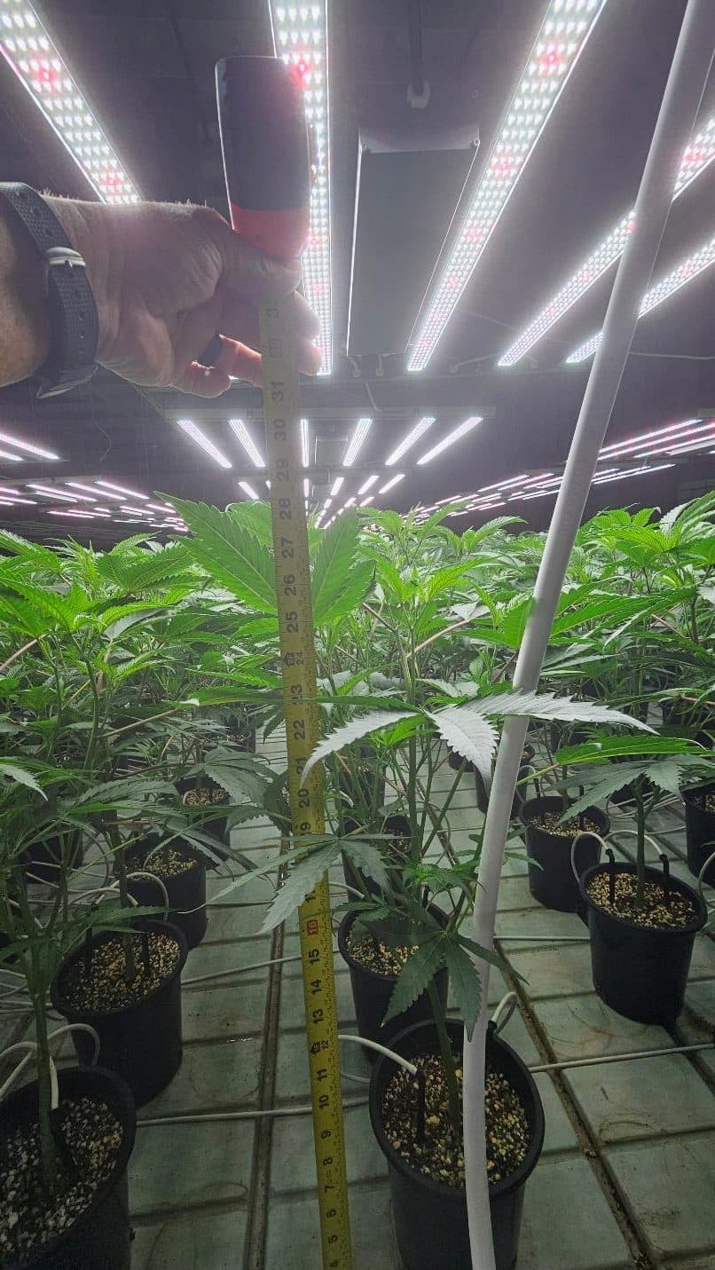 A 7 Points nursery teen being height-checked under LED lighting