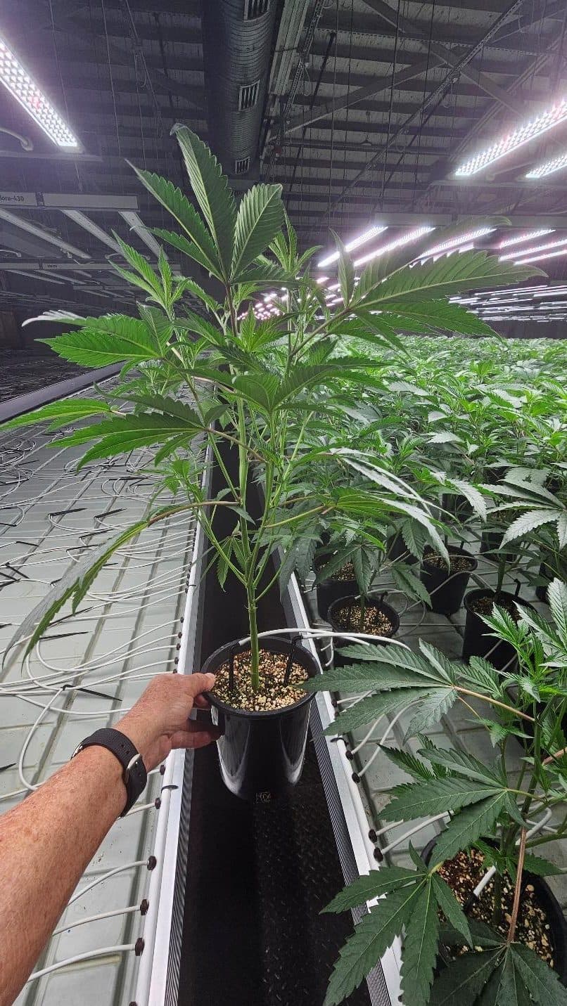 A well-structured 7 Points nursery teen ready to transition to flower