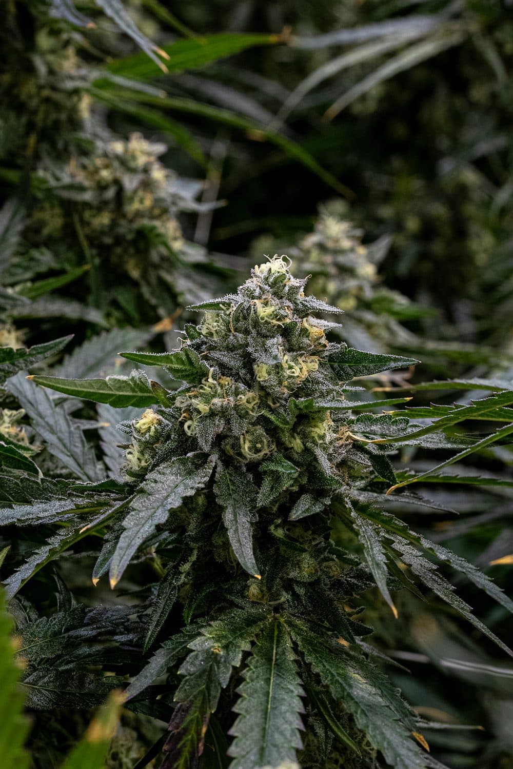 A frosty OG Confidential cola grown at 7 Points
